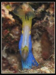 Blue Ribbon Eel looks almost alien like in this wide open... by Brian Mayes 